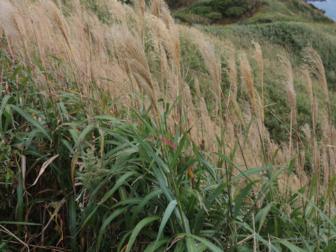 Miscanthus sinensis