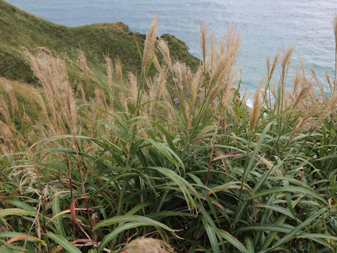 Miscanthus sinensis