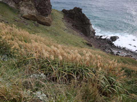 Miscanthus sinensis
