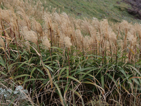Miscanthus sinensis