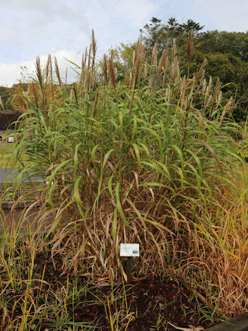 Miscanthus sinensis