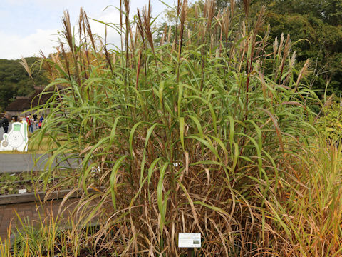 Miscanthus sinensis