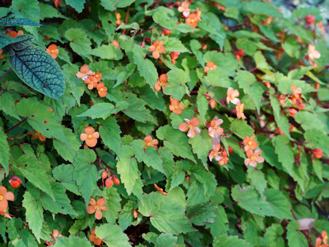 Begonia sutherlandii