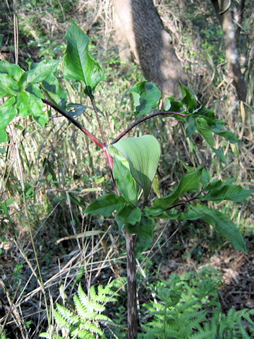 Arisaema yamatense ssp. sugimotoi