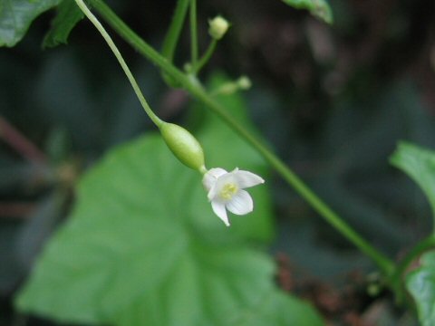 Melothria japonica