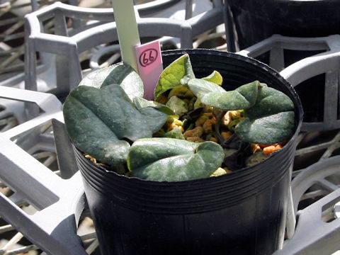 Asarum rigescens var. brachypodion