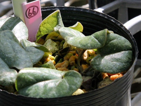 Asarum rigescens var. brachypodion