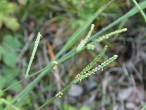 Paspalum thunbergii