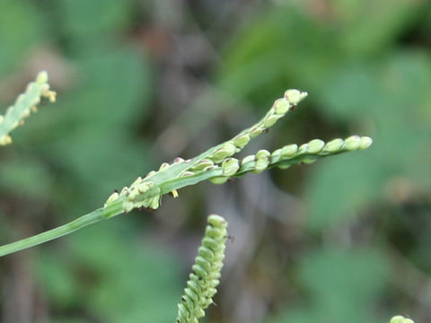 Paspalum thunbergii