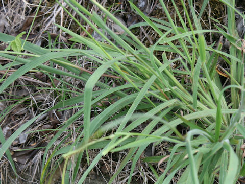 Paspalum thunbergii