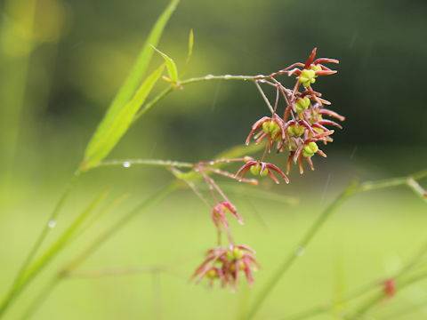 Cynanchum paniculatum