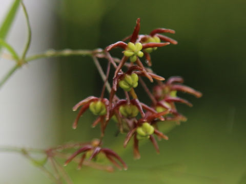 Cynanchum paniculatum
