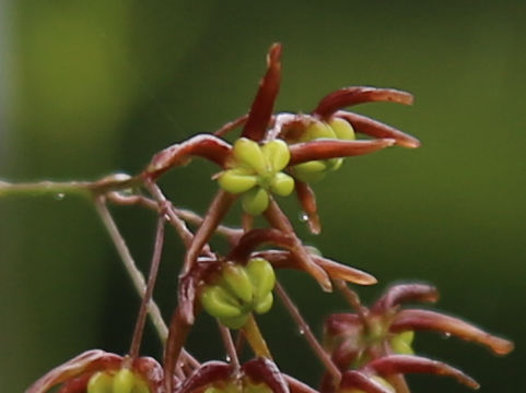 Cynanchum paniculatum