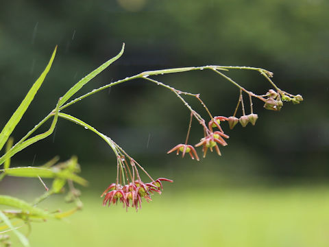 Cynanchum paniculatum