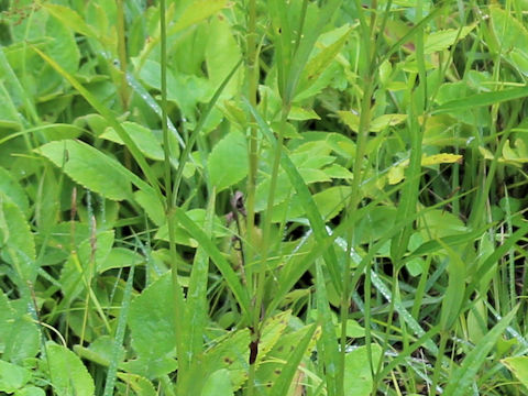 Cynanchum paniculatum