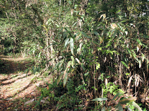 Sasamorpha borealis