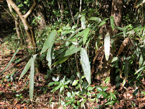 Sasamorpha borealis