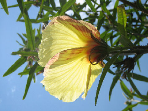 Hibiscus diversifolius