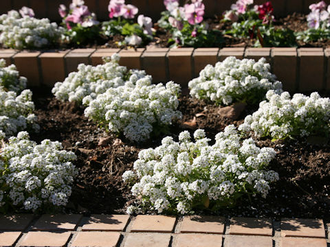 Lobularia maritima