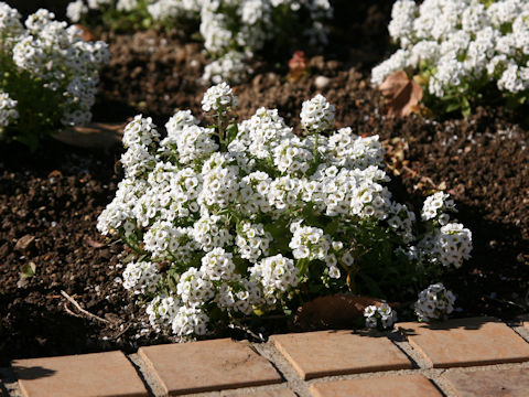 Lobularia maritima