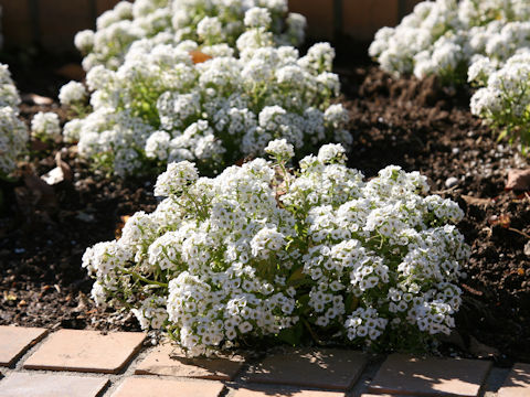 Lobularia maritima