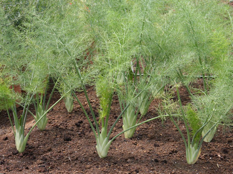 Foeniculum vulgare var. dulce