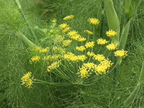 Foeniculum vulgare var. dulce