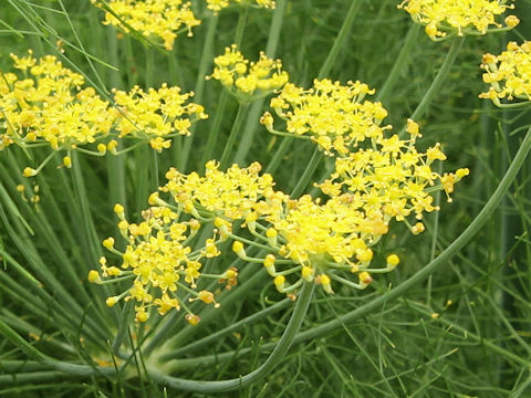 Foeniculum vulgare var. dulce