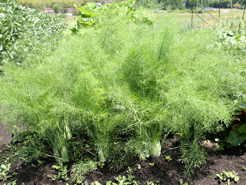 Foeniculum vulgare var. dulce