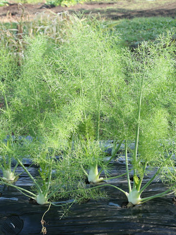 Foeniculum vulgare var. dulce