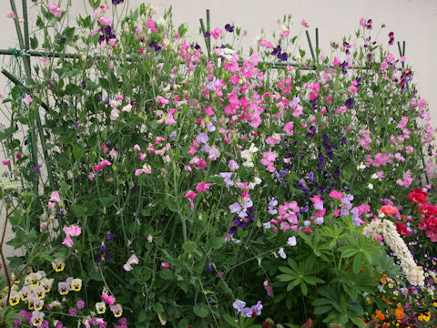 Lathyrus odoratus