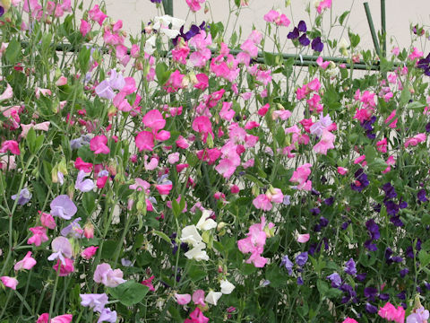 Lathyrus odoratus