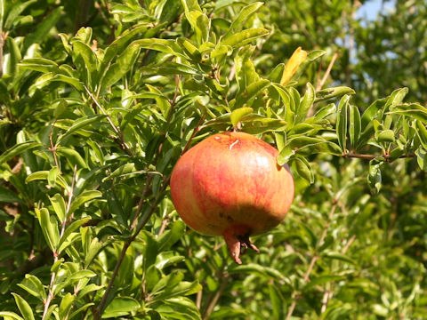 Punica granatum