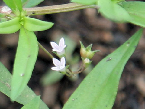 Mollugo pentaphylla