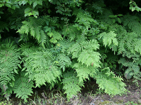 Osmunda japonica