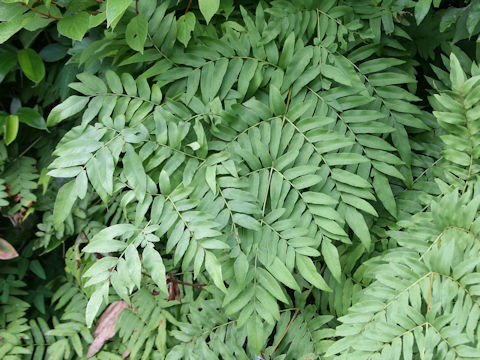 Osmunda japonica