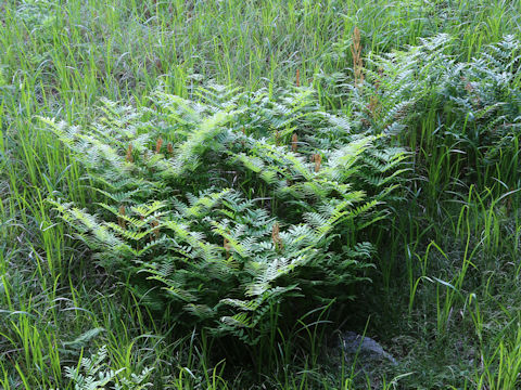 Osmunda japonica