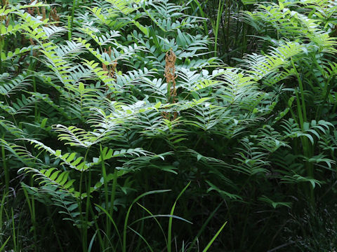 Osmunda japonica