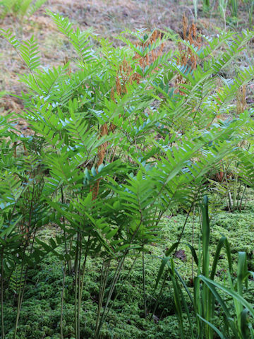 Osmunda japonica