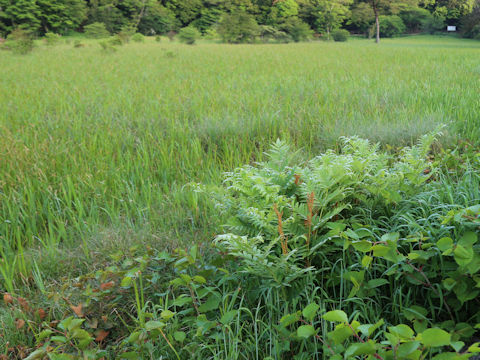 Osmunda japonica