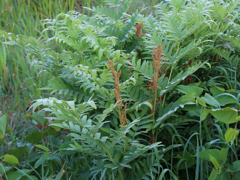 Osmunda japonica