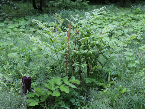 Osmunda japonica