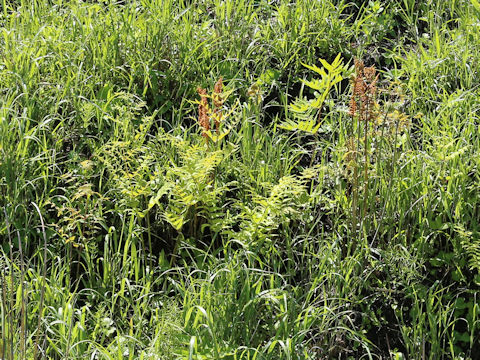 Osmunda japonica