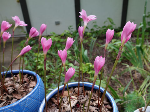 Zephyranthes carinata