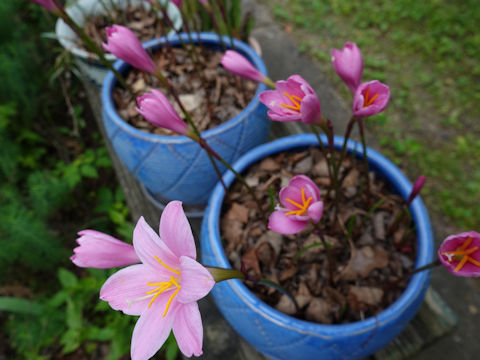 Zephyranthes carinata