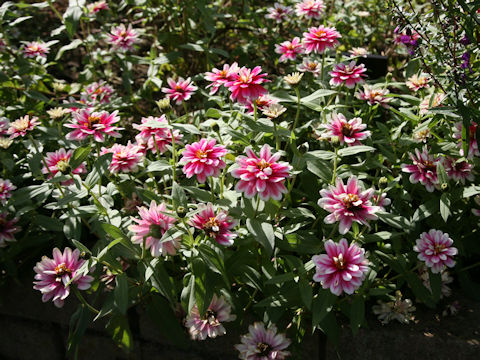 Zinnia marylandica