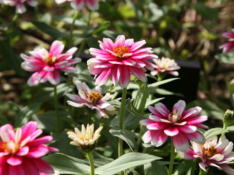 Zinnia marylandica