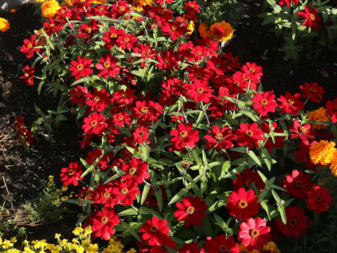Zinnia cv. Profusion