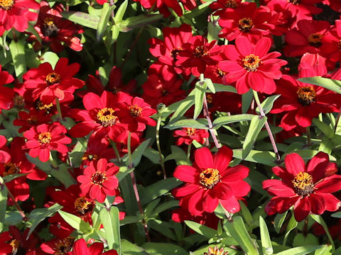 Zinnia cv. Profusion