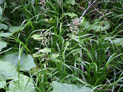 Tiarella polyphylla